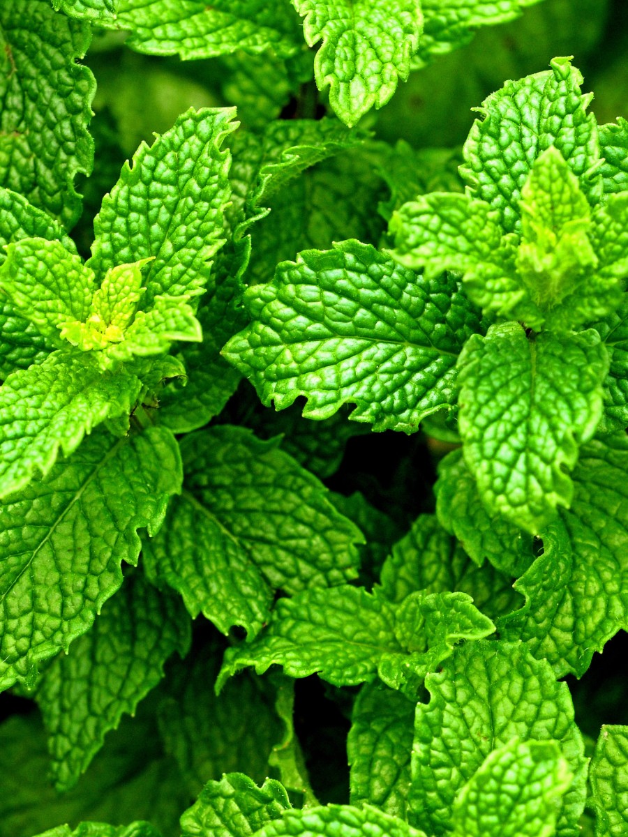 Peppermint