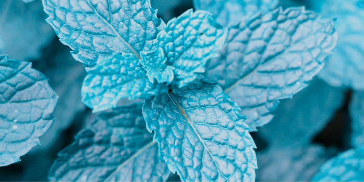 Menthol crystals